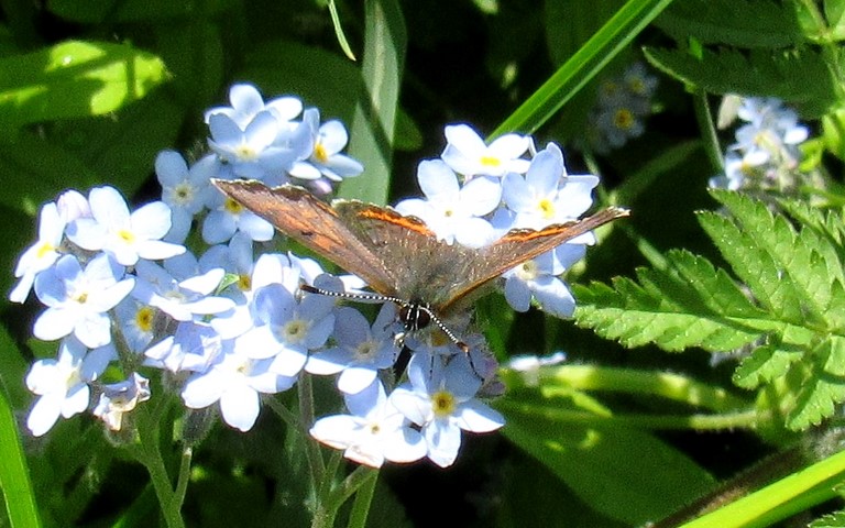 Papillons - Cuivré de la bistorte - Lycaena helle - Femelle