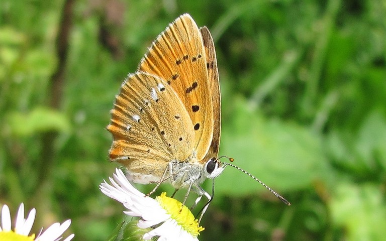 Papillons - Cuivré de la verge d'or - Femelle - Lycaena virgaureae