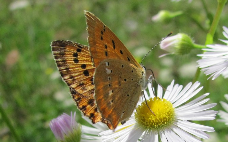 Papillons - Cuivré de la verge d'or - Femelle - Lycaena virgaureae