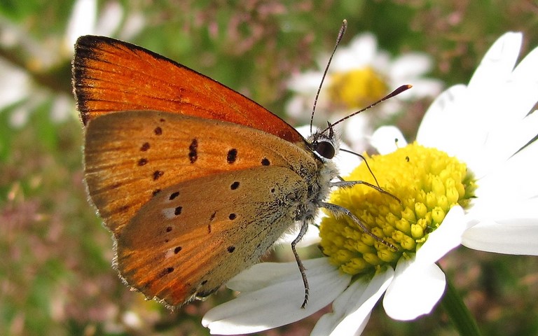 Papillons - Cuivre de la verge d'or - Lycaena Virgaureae