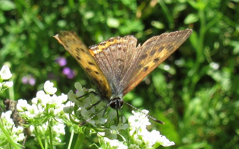Papillons - Le cuivré fuligineux - Lycaena tityrus - Femelle