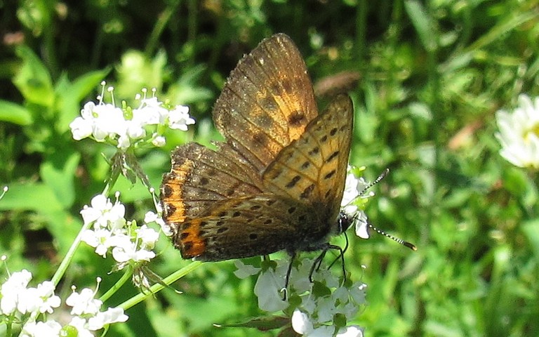 Papillons - Le cuivré fuligineux - Lycaena tityrus - Femelle