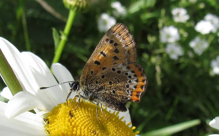 Papillons - Le cuivré fuligineux - Lycaena tityrus - Femelle