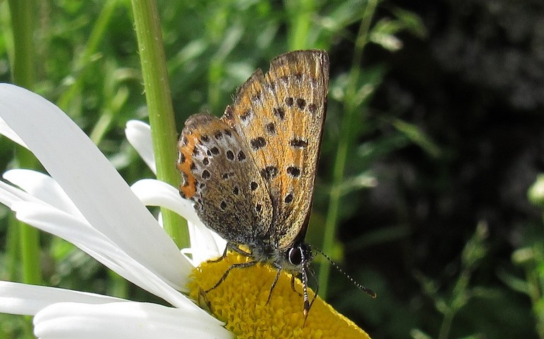 Papillons - Le cuivré fuligineux - Lycaena tityrus - Femelle