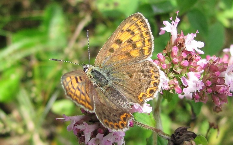 Papillons - Le cuivré fuligineux - Lycaena tityrus - Femelle