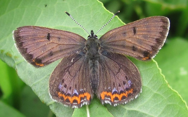 Papillons - Le cuivré fuligineux - Lycaena tityrus - Mâle