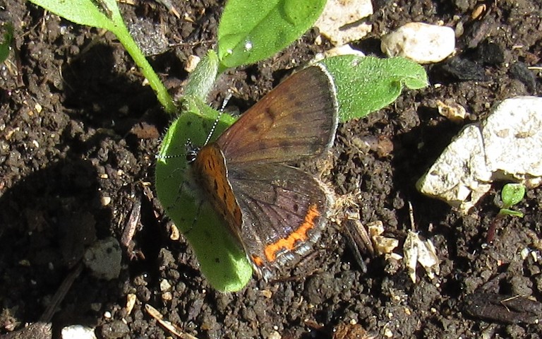 Papillons - Le cuivré fuligineux - Lycaena tityrus - Mâle