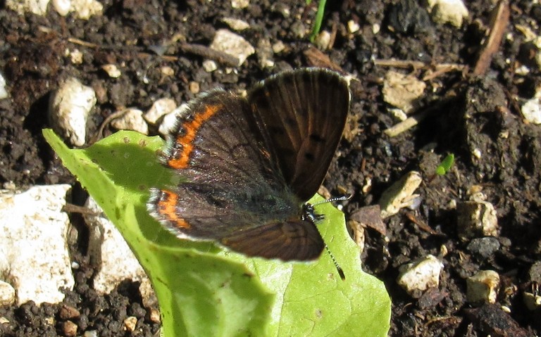 Papillons - Le cuivré fuligineux - Lycaena tityrus - Mâle