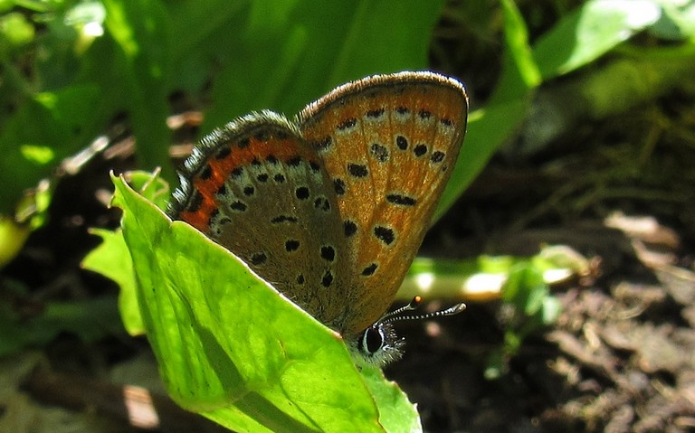Papillons - Le cuivré fuligineux - Lycaena tityrus - Mâle