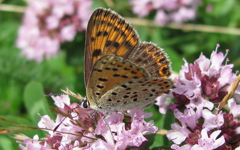 Papillons - Le cuivré fuligineux - Lycaena tityrus - Femelle
