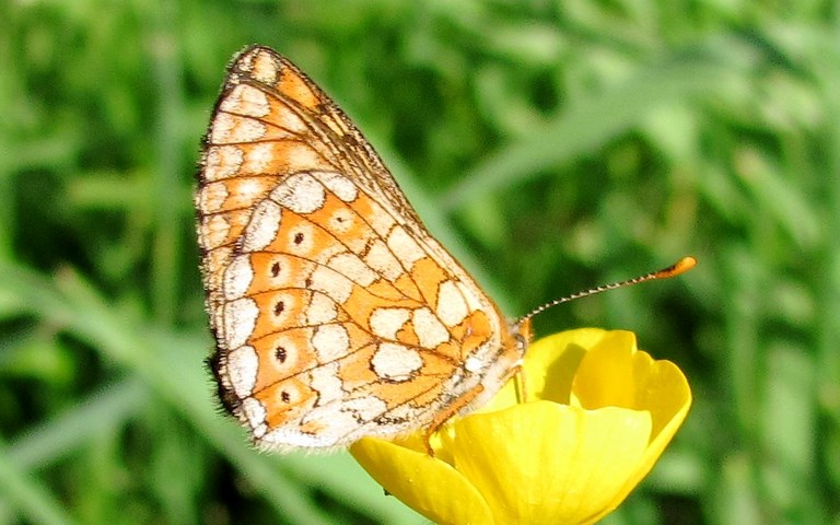 Papillons - Le damier de la succise - Euphydryas aurinia