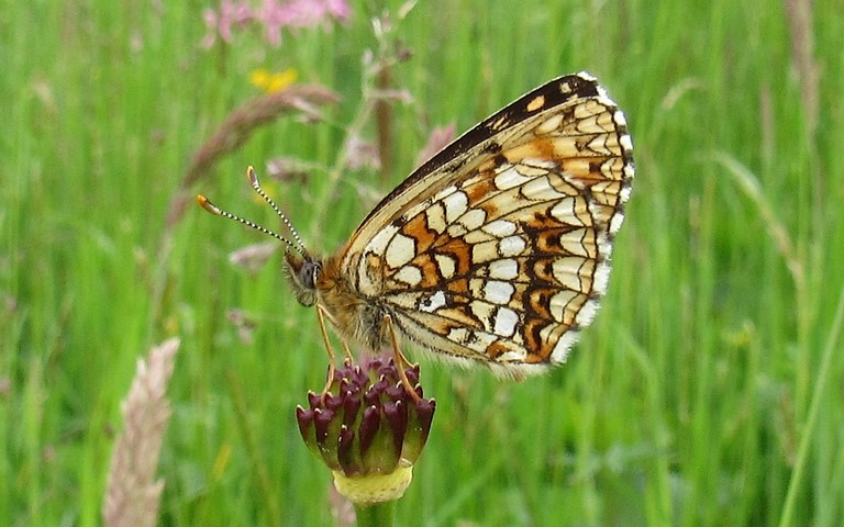 Papillons - Damier noir - Melitaea diamina