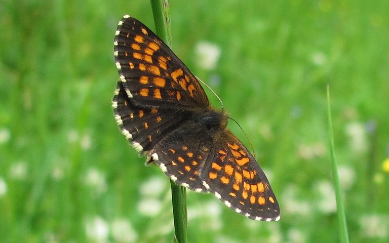 Papillons - Damier noir - Melitaea diamina - Male