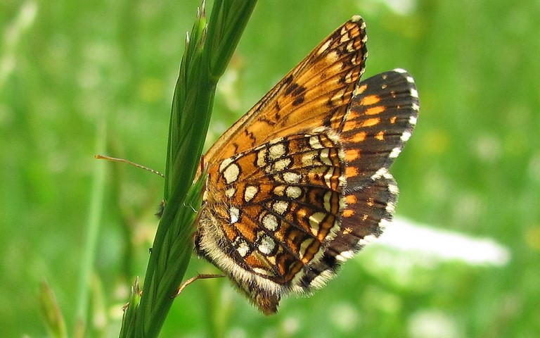 Papillons - Damier noir - Melitaea diamina