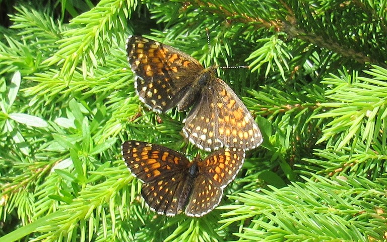 Papillons - Damier noir - Melitaea diamina 
