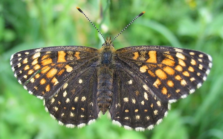 Papillons - Damier noir - Melitaea diamina - Femelle