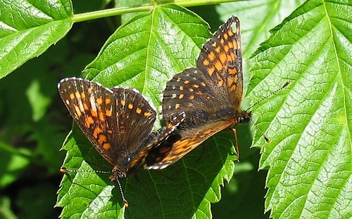 Papillons - Damier noir - Melitaea diamina