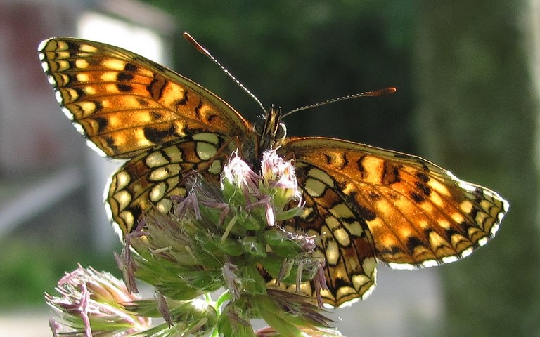 Papillons - Damier noir - Melitaea diamina