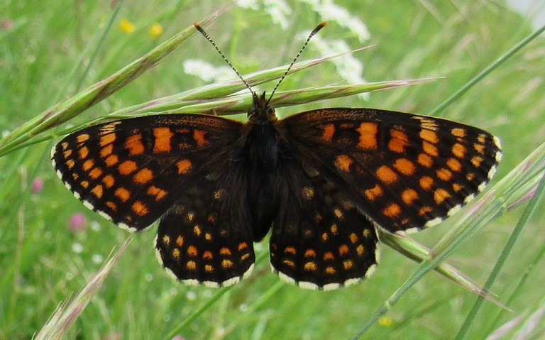 Papillons - Damier noir - Melitaea diamina - Mâle