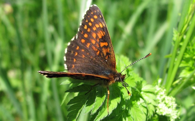 Papillons - Damier noir - Melitaea diamina - Mâle