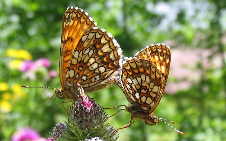 Papillons - Damier noir - Melitaea diamina
