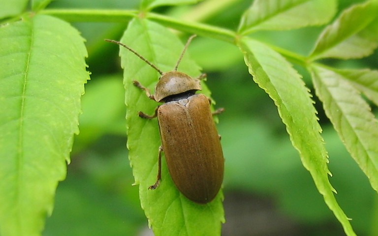 Le dascille montagnard - Dascillus cervinus