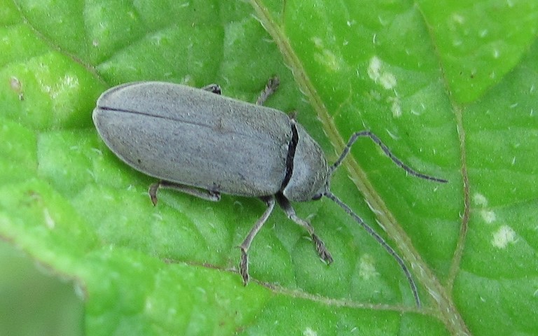 Dascille montagnard - Dascillus cervinus