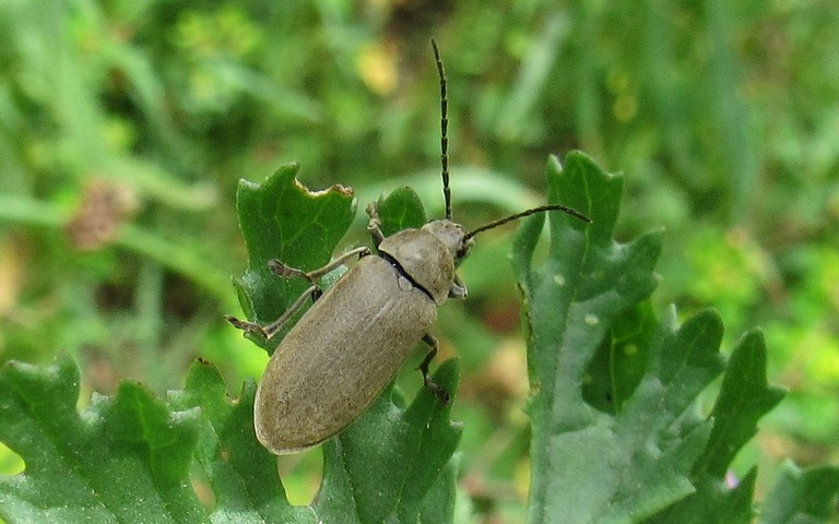 Coléoptères - Dascille montagnard - Dascillus cervinus