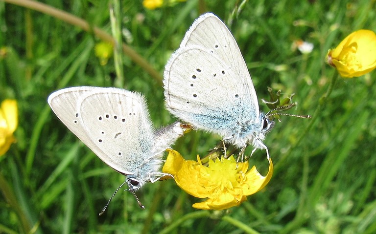 Papillons - Demi argus - Cyaniris semiargus