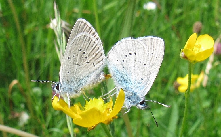 Papillons - Azuré des Anthyllides - Cyaniris semiargus