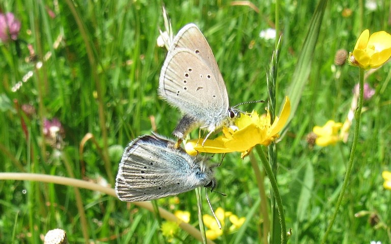 Papillons - Demi argus - Cyaniris semiargus