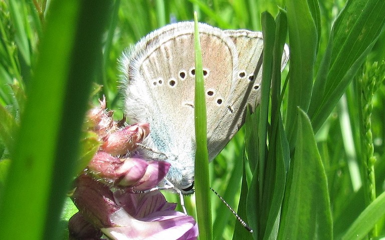 Papillons - Demi argus - Cyaniris semiargus