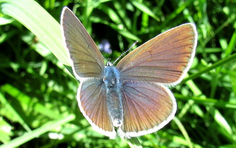 Papillons - Azuré des Anthyllides - Cyaniris Semiargus - Femelle
