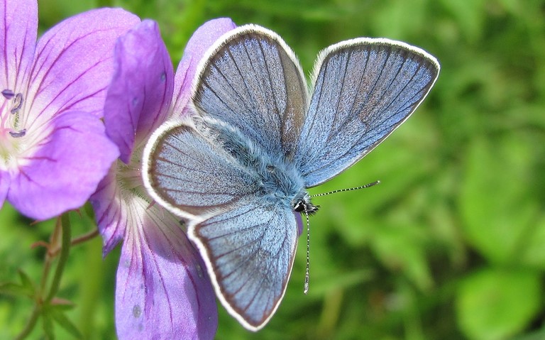 Papillons - Demi argus - Cyaniris semiargus - Mâle