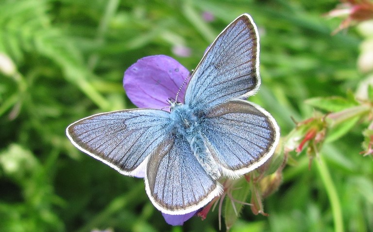 Papillons - Azuré des Anthyllides - Cyaniris semiargus - Mâle