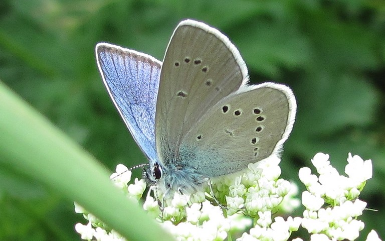 Papillons - Demi argus - Cyaniris semiargus