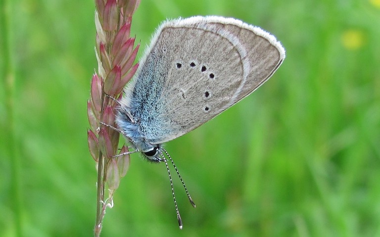 Papillons - Demi argus - Cyaniris semiargus
