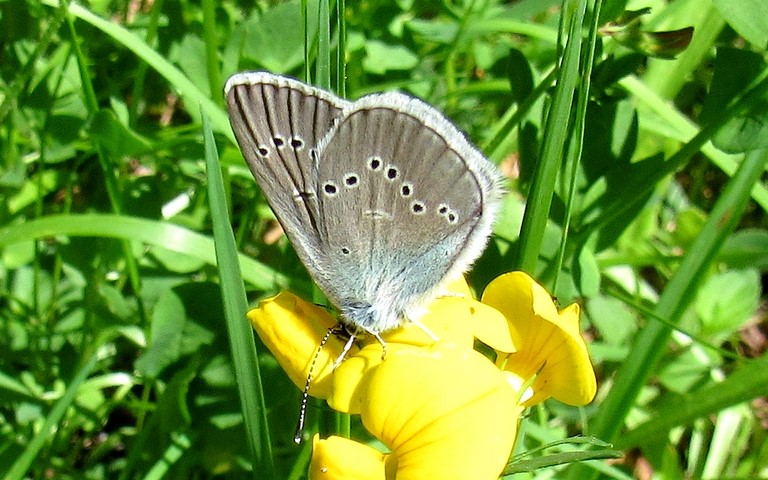 Papillons - Azuré des Anthyllides - Cyaniris semiargus