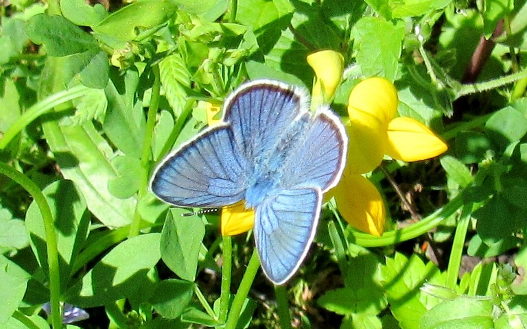 Papillons - Demi argus - Cyaniris Semiargus - Mâle