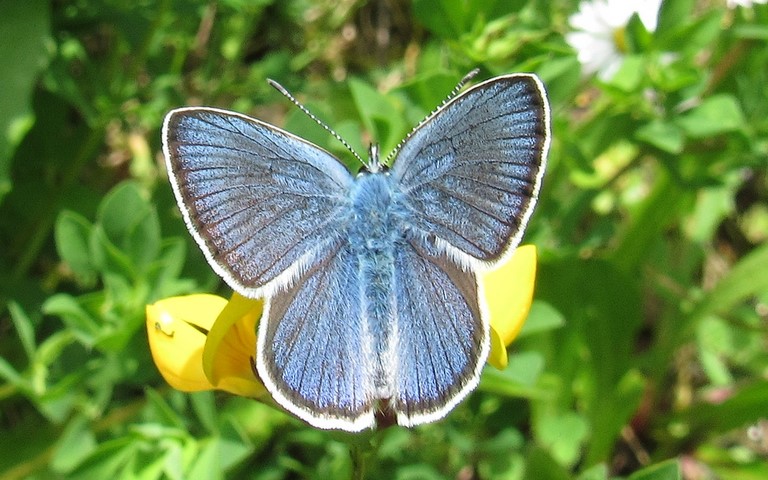 Papillons - Demi argus - Cyaniris semiargus - Mâle