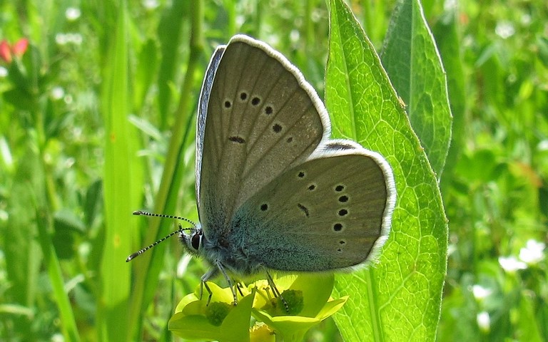 Papillons - Demi argus - Cyaniris semiargus - Mâle