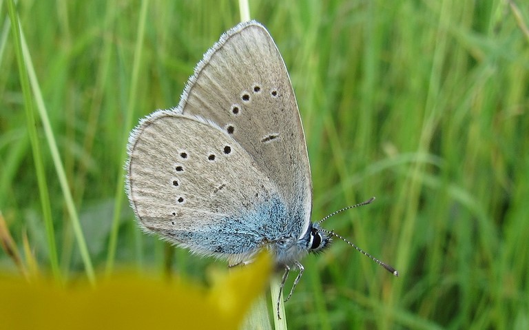 Papillons - Azuré des Anthyllides - Cyaniris semiargus