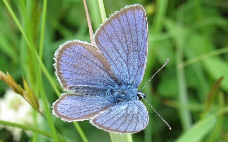 Papillons - Azuré des Anthyllides - Cyaniris semiargus - Mâle