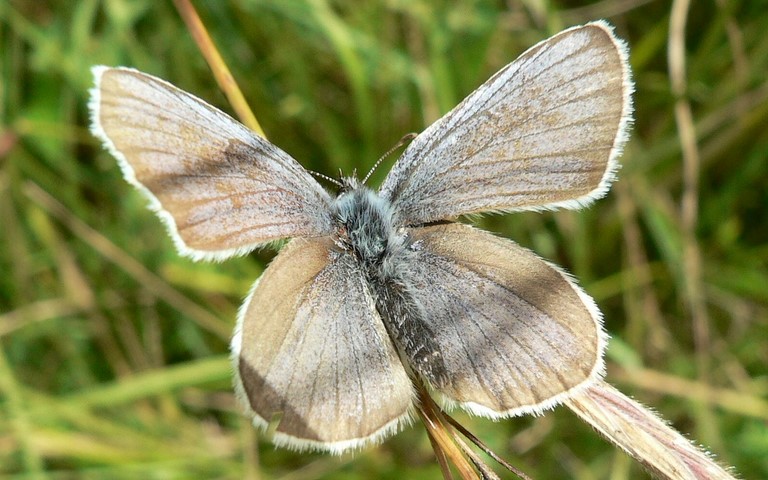 Papillons - Demi argus - Cyaniris semiargus - Femelle