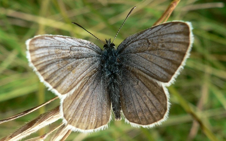 Papillons - Demi argus - Cyaniris semiargus - Femelle