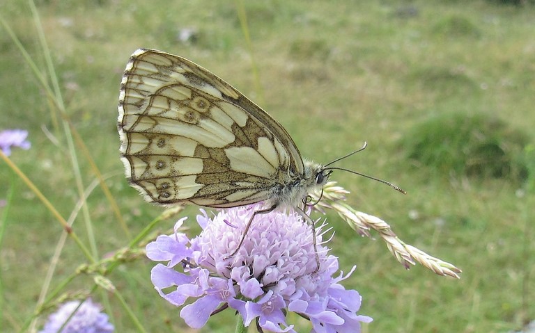 Papillons - Demi-deuil - Melanargia galathea