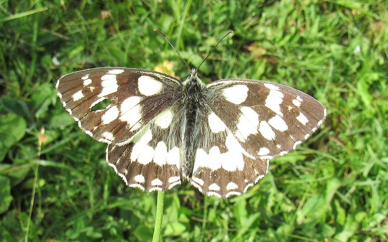 Papillons - Demi-deuil - Melanargia galathea