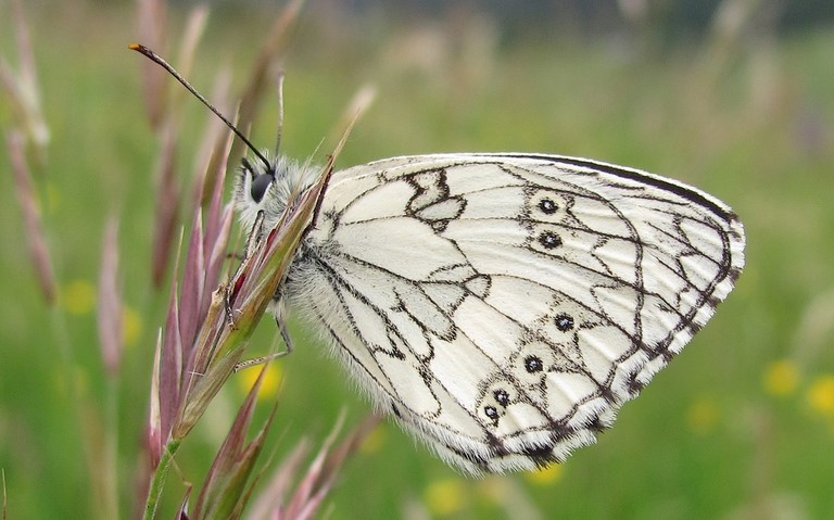 Papillons - Demi-deuil - Melanargia galathea