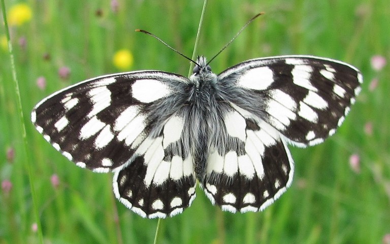 Papillons - Demi-deuil - Melanargia galathea