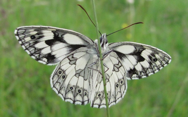 Papillons - Demi-deuil - Melanargia Galathea